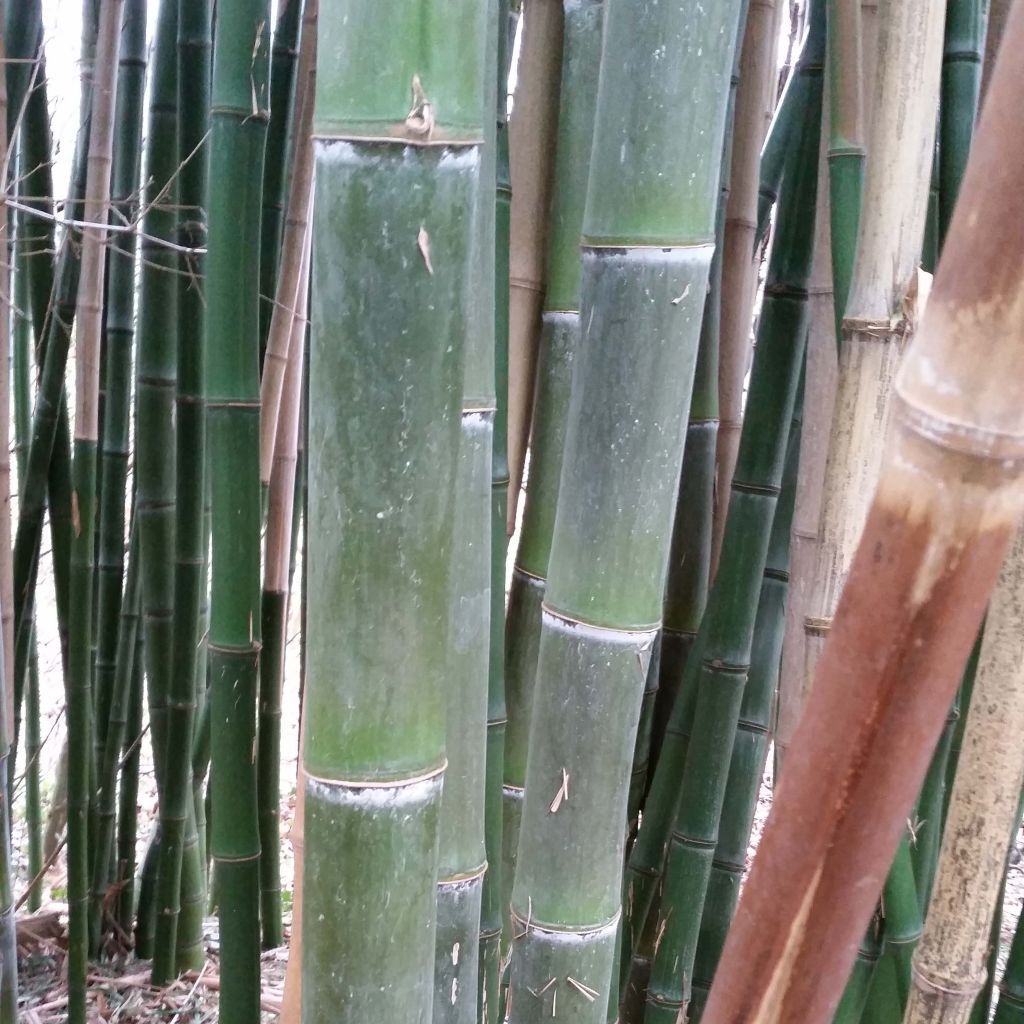 Phyllostachys parvifolia - Bambou géant