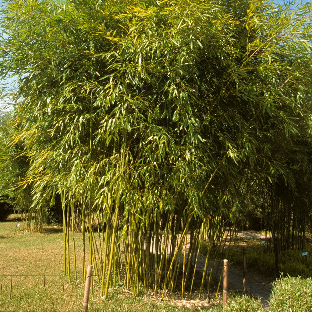 Phyllostachys viridiglaucescens - Bambou géant