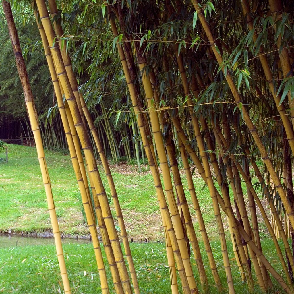 Phyllostachys vivax Aureocaulis - Bambou géant