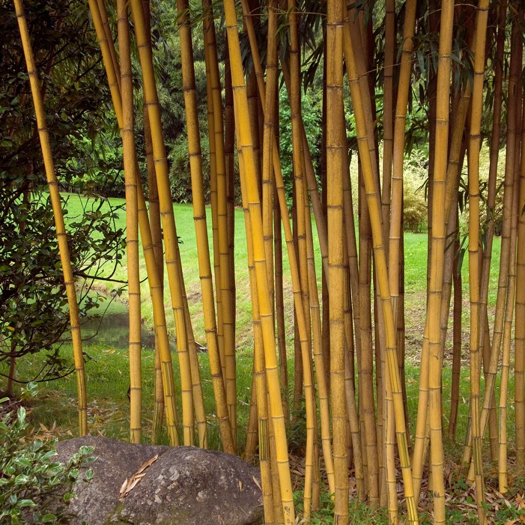 Phyllostachys vivax Aureocaulis - Bambou géant