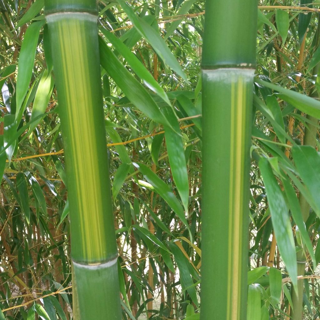 Phyllostachys vivax Huangwenzhu - Bambou géant.
