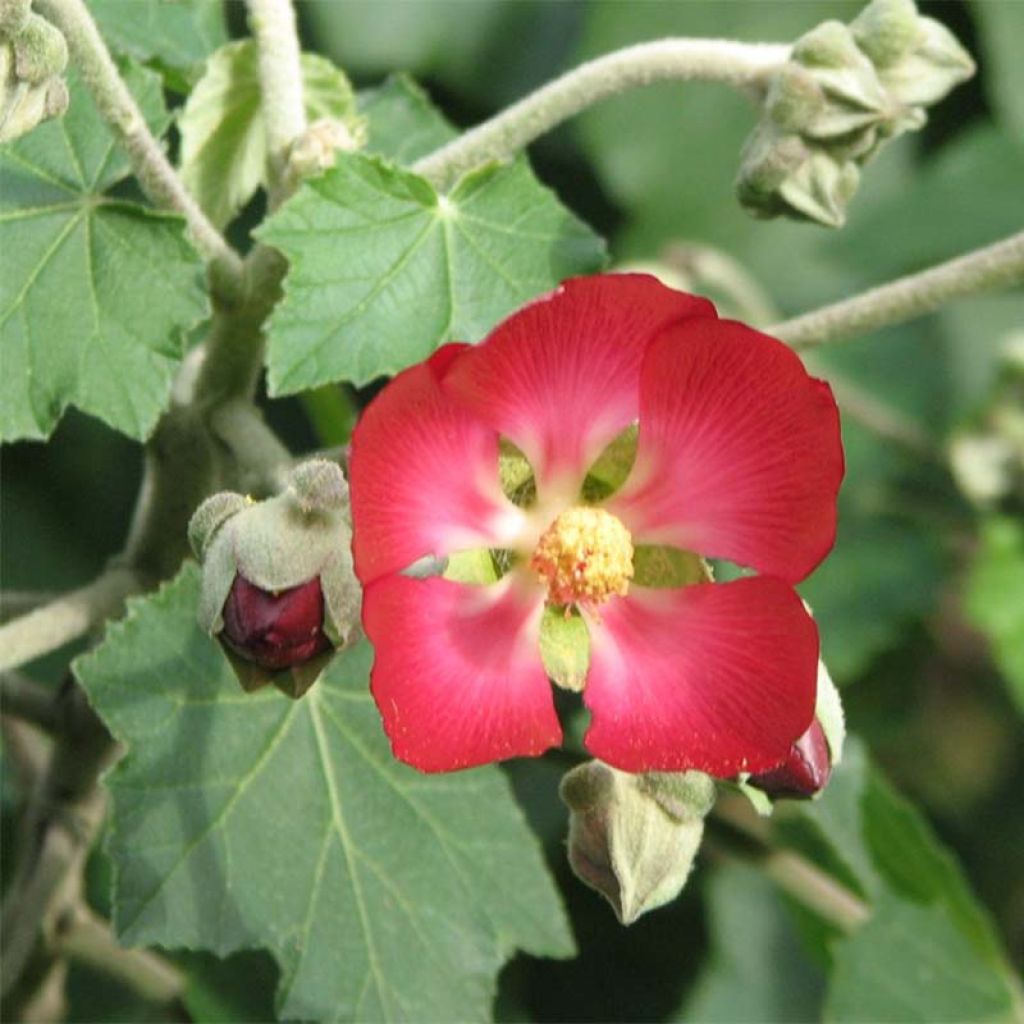 Phymosia umbellata 