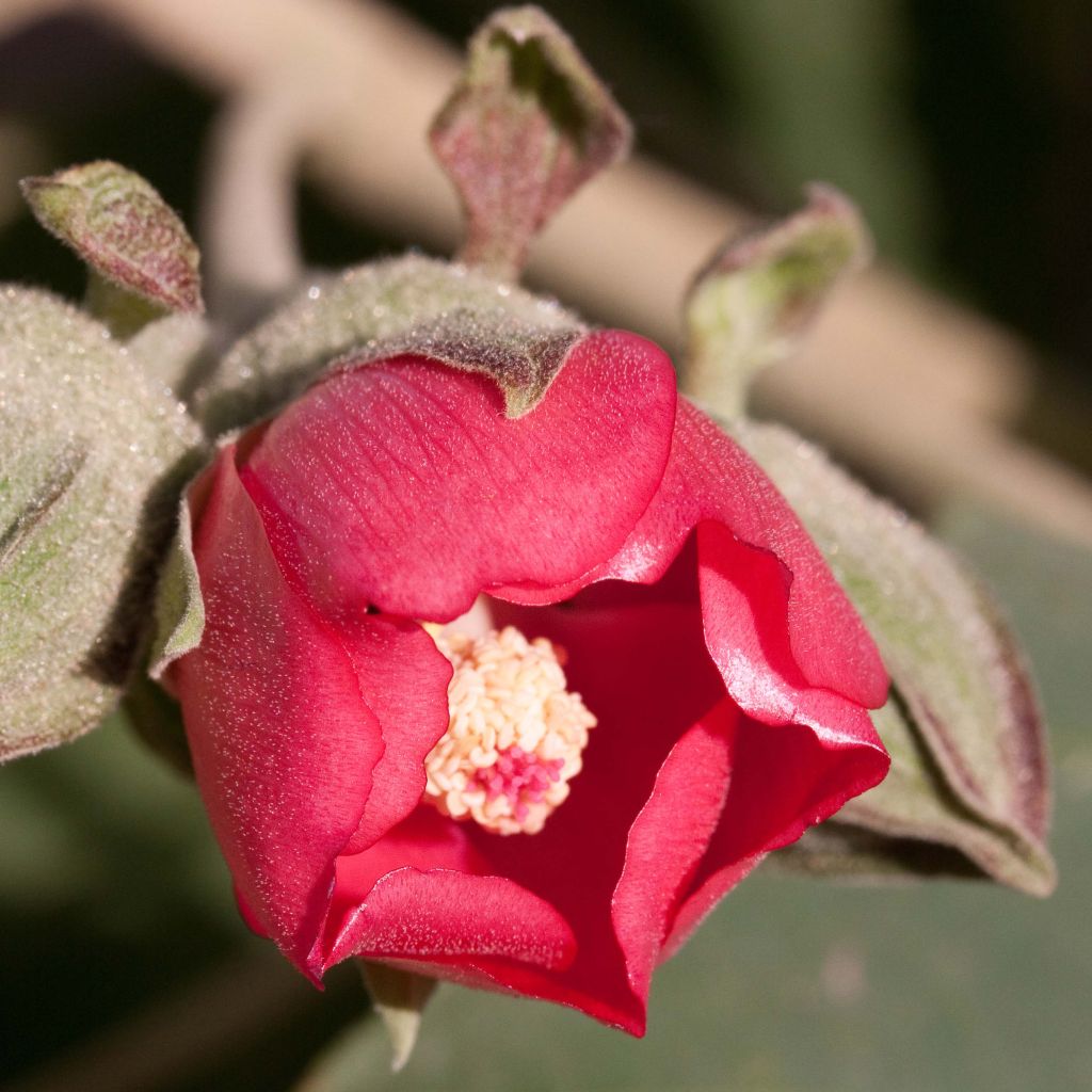 Phymosia umbellata 