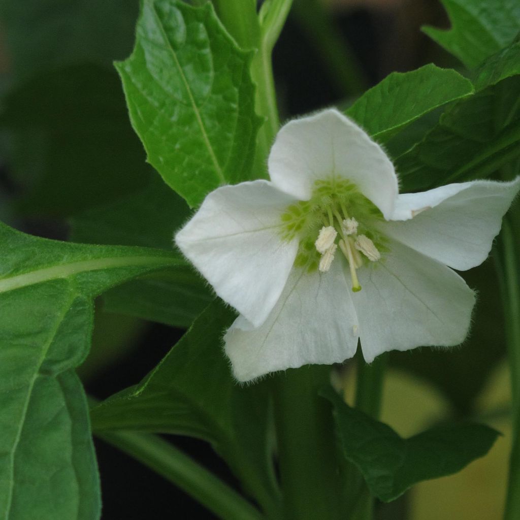 Physalis alkekengi var franchetii - Amour en cage 