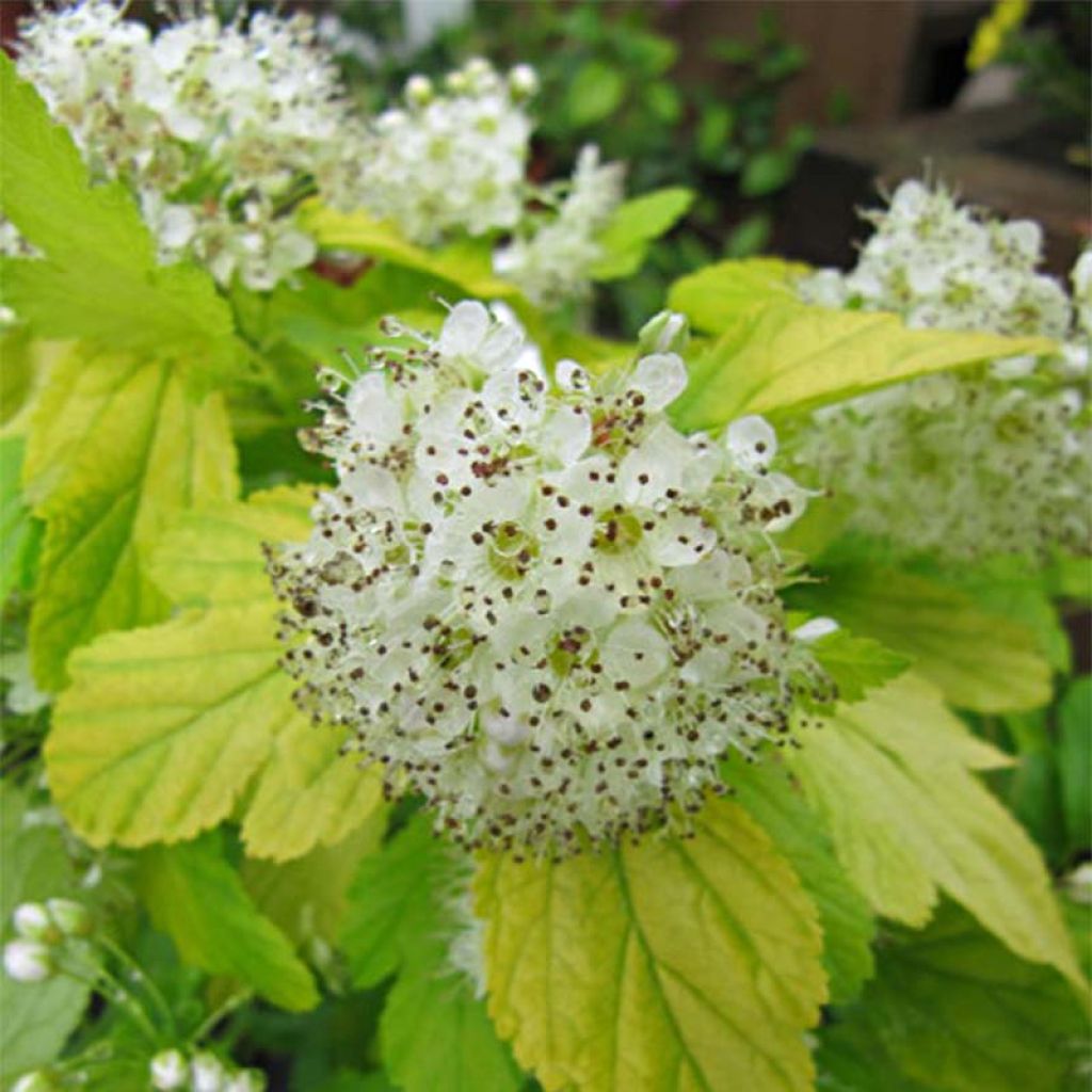 Physocarpus Dart s Gold - Physocarpe