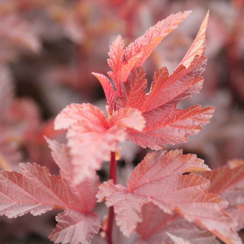 Physocarpus Lady in Red - Physocarpe à feuilles pourpres