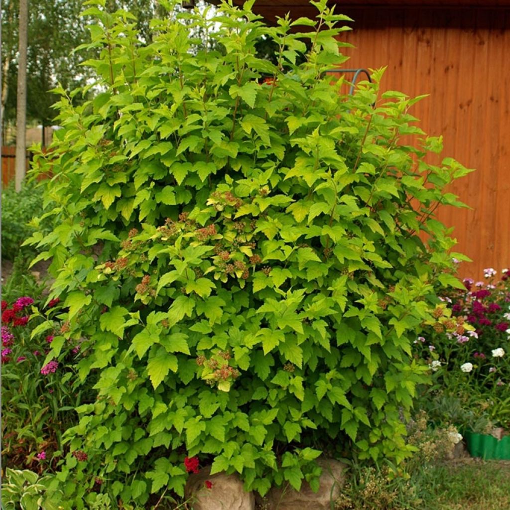 Physocarpus opulifolius - Physocarpe à feuilles d'aubier