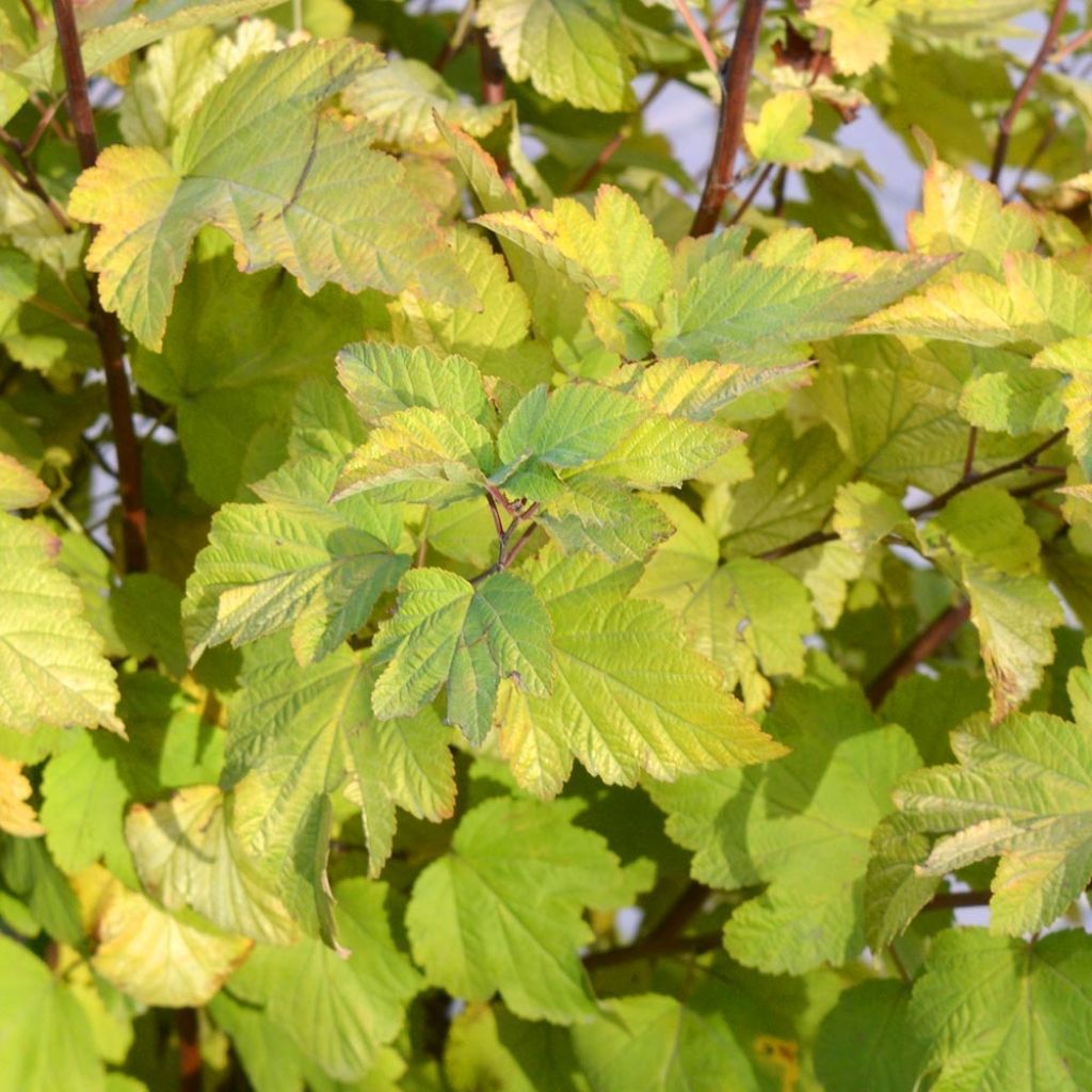 Physocarpus opulifolius - Physocarpe à feuilles d'aubier