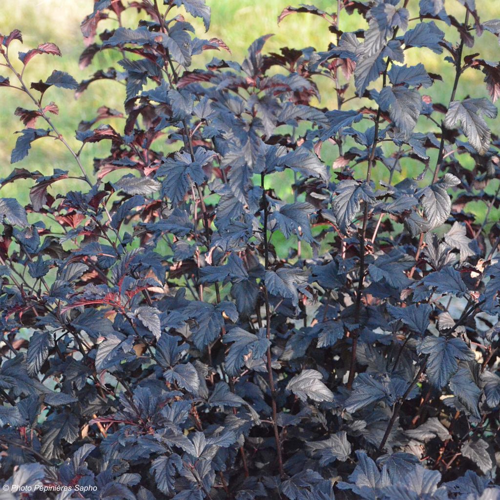Physocarpus opulifolius All Black - Physocarpe noir.