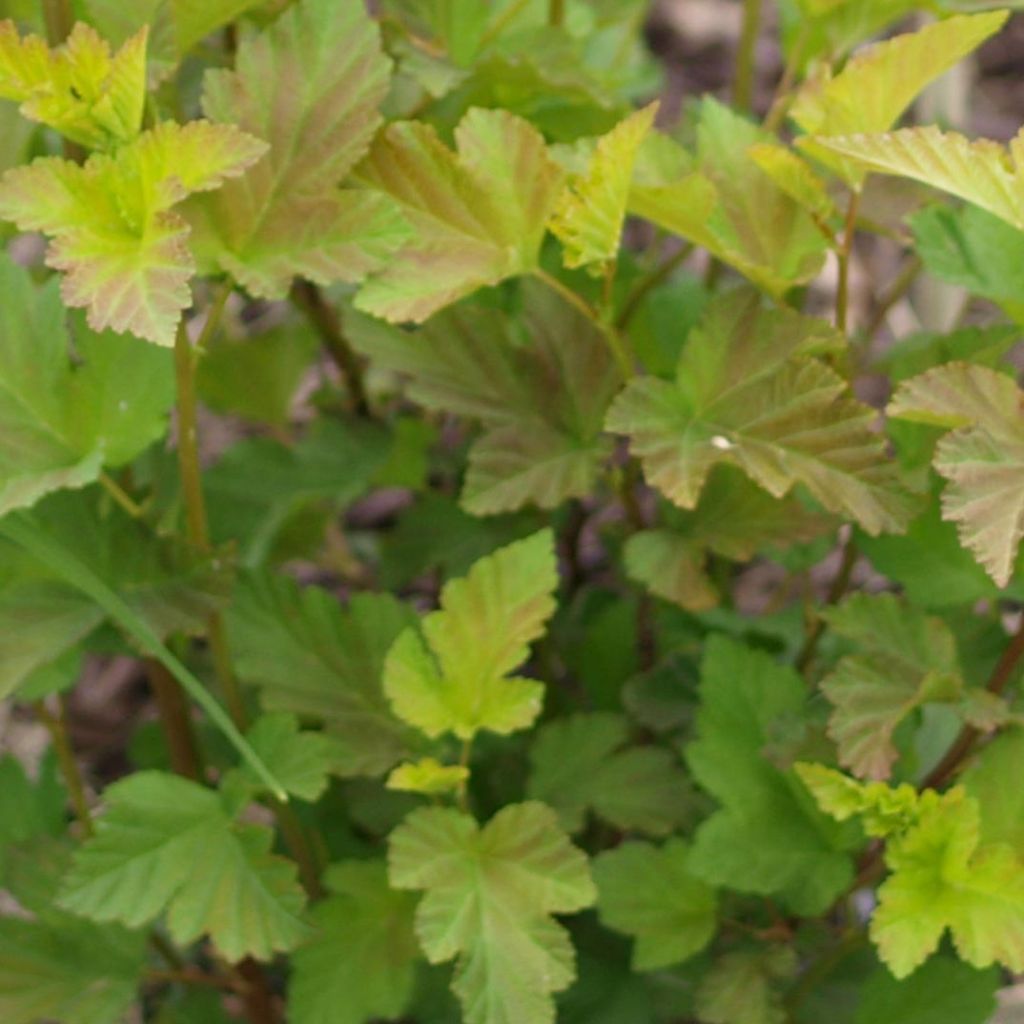 Physocarpus opulifolius Amber Jubilee