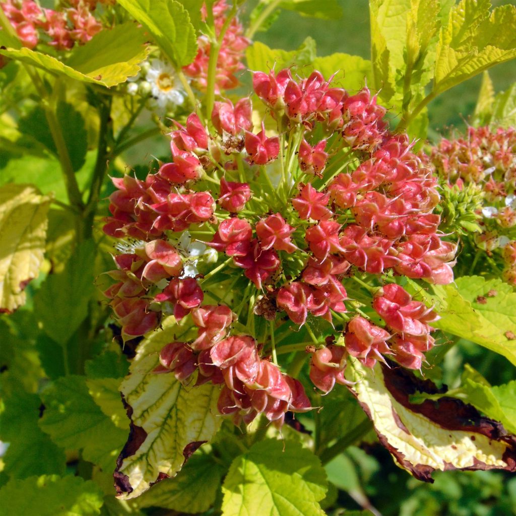 Physocarpus opulifolius Angel Gold (Minange) - Physocarpe à feuilles dorées.