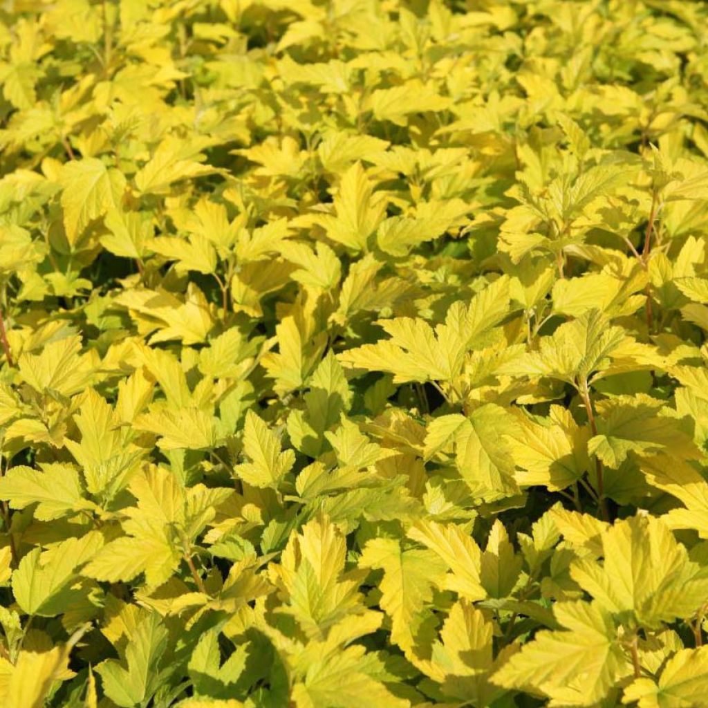 Physocarpus opulifolius Angel Gold (Minange) - Physocarpe à feuilles dorées.