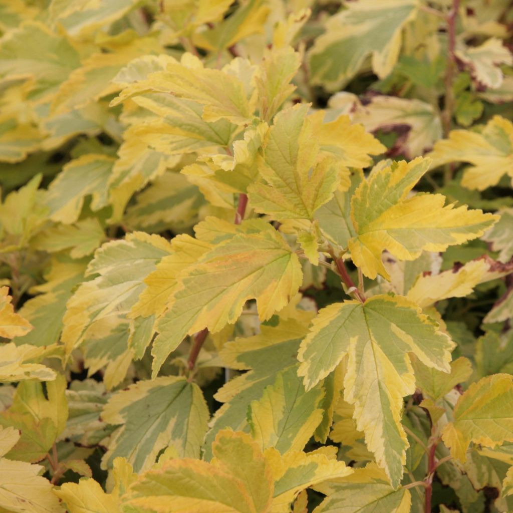 Physocarpus opulifolius Anny's Gold ® - Physocarpe à feuilles panachées.