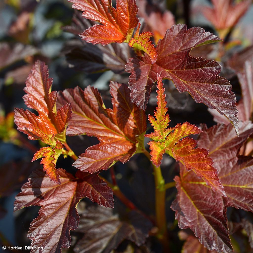 Physocarpus opulifolius Choco Flame - Physocarpe