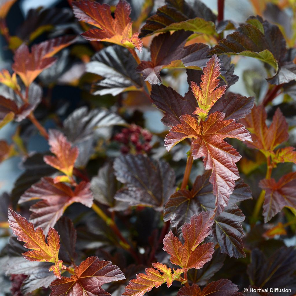 Physocarpus opulifolius Choco Flame - Physocarpe