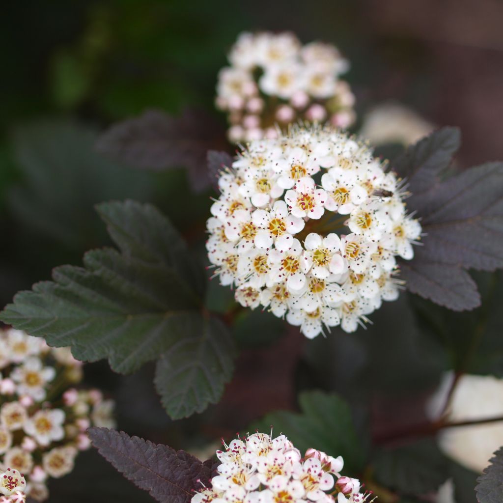 Physocarpe Little Devil- Physocarpus opulifolius Little Devil