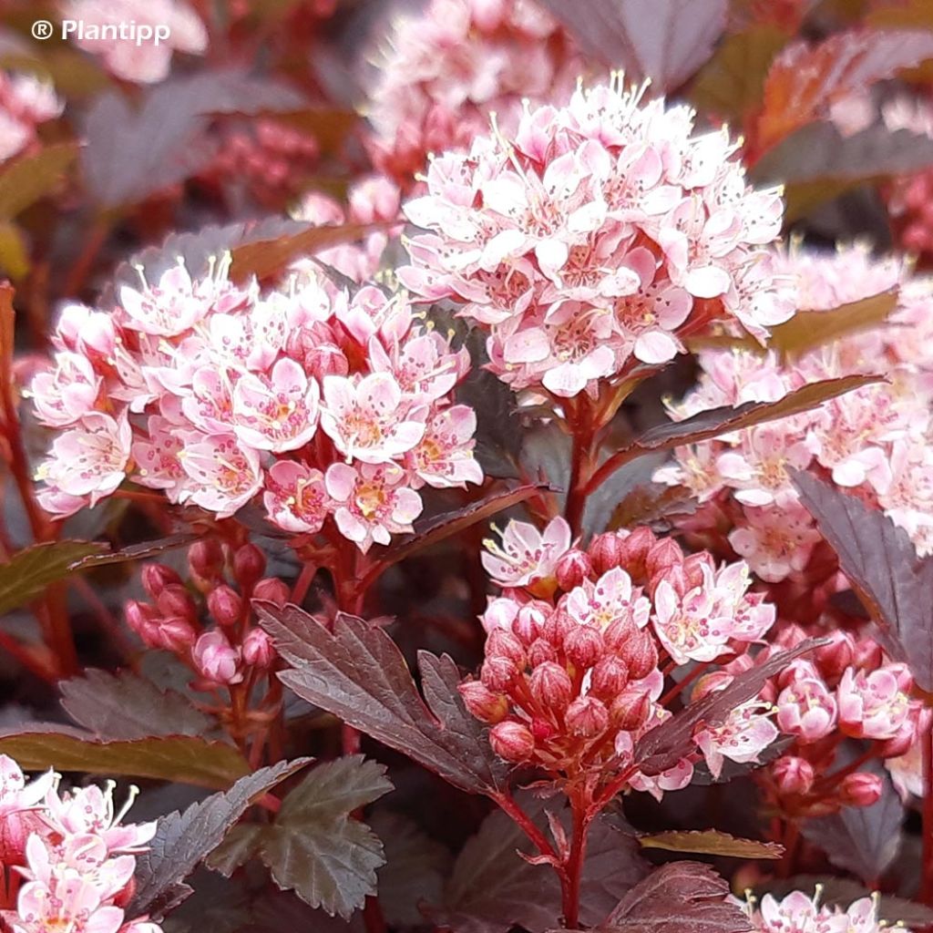 Physocarpus opulifolius Little Joker - Physocarpe nain