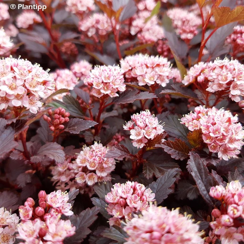 Physocarpus opulifolius Little Joker - Physocarpe nain