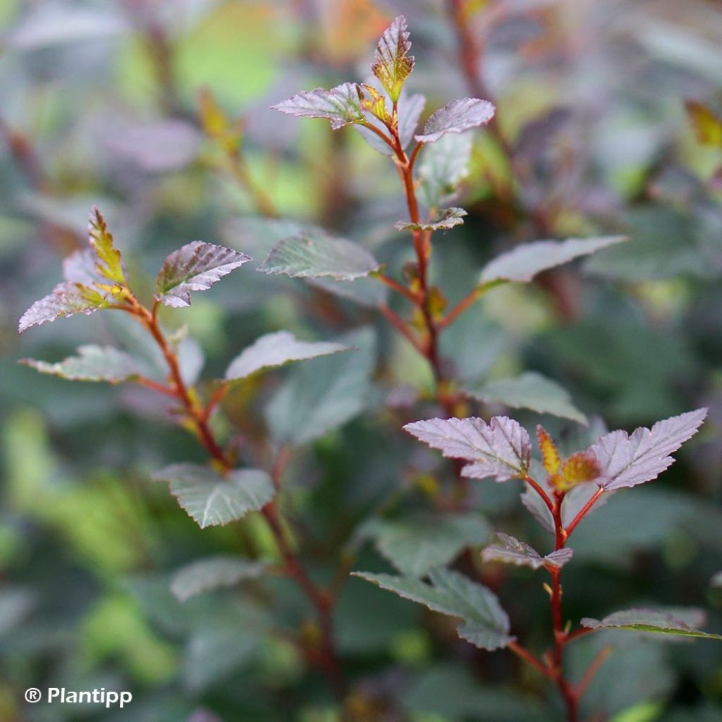 Physocarpus opulifolius Little Joker - Physocarpe nain