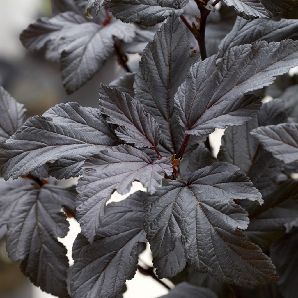 Physocarpus opulifolius Little Ninja - Physocarpe