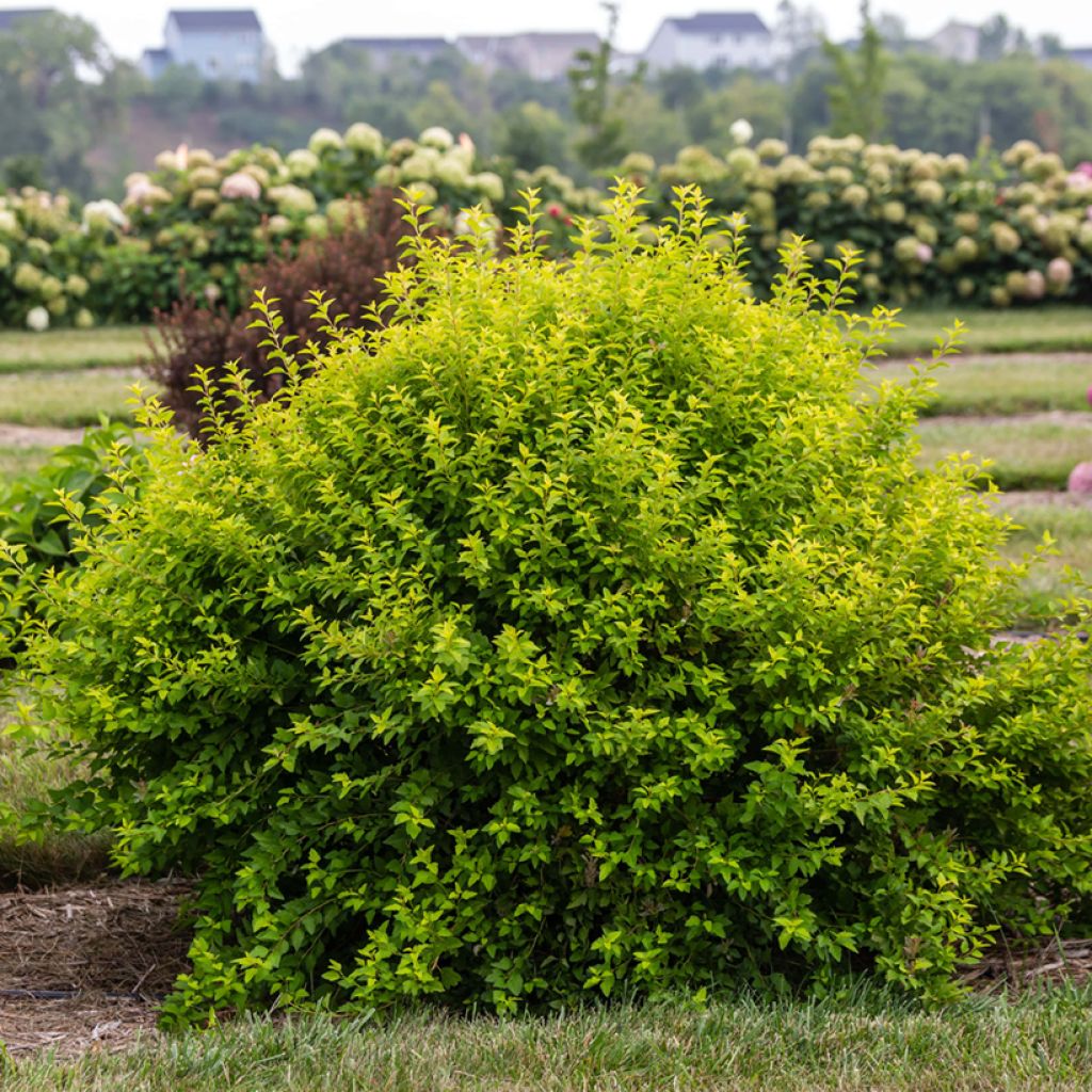 Physocarpus opulifolius Lucky Devil - Physocarpe