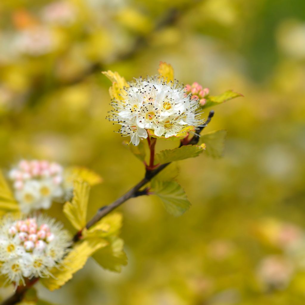 Physocarpus opulifolius Luteus - Physocarpe