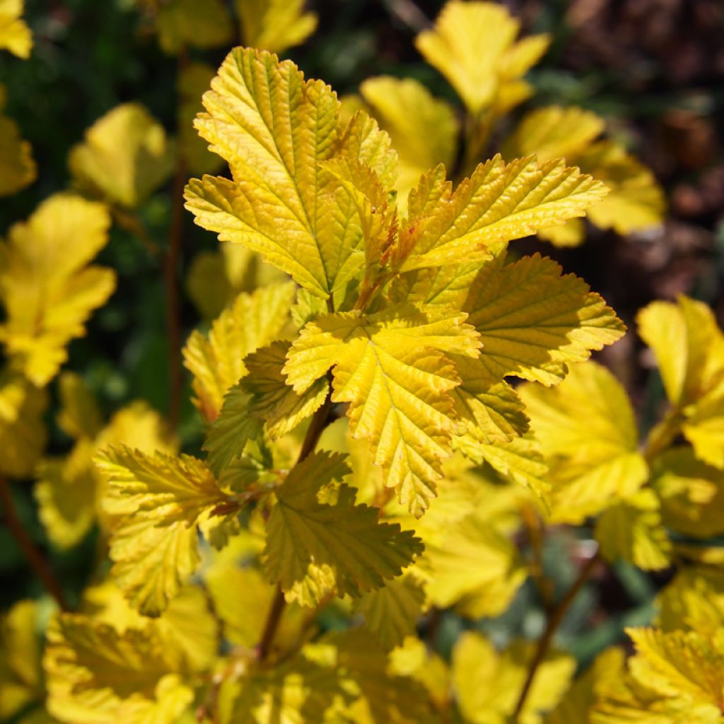 Physocarpus opulifolius Luteus - Physocarpe