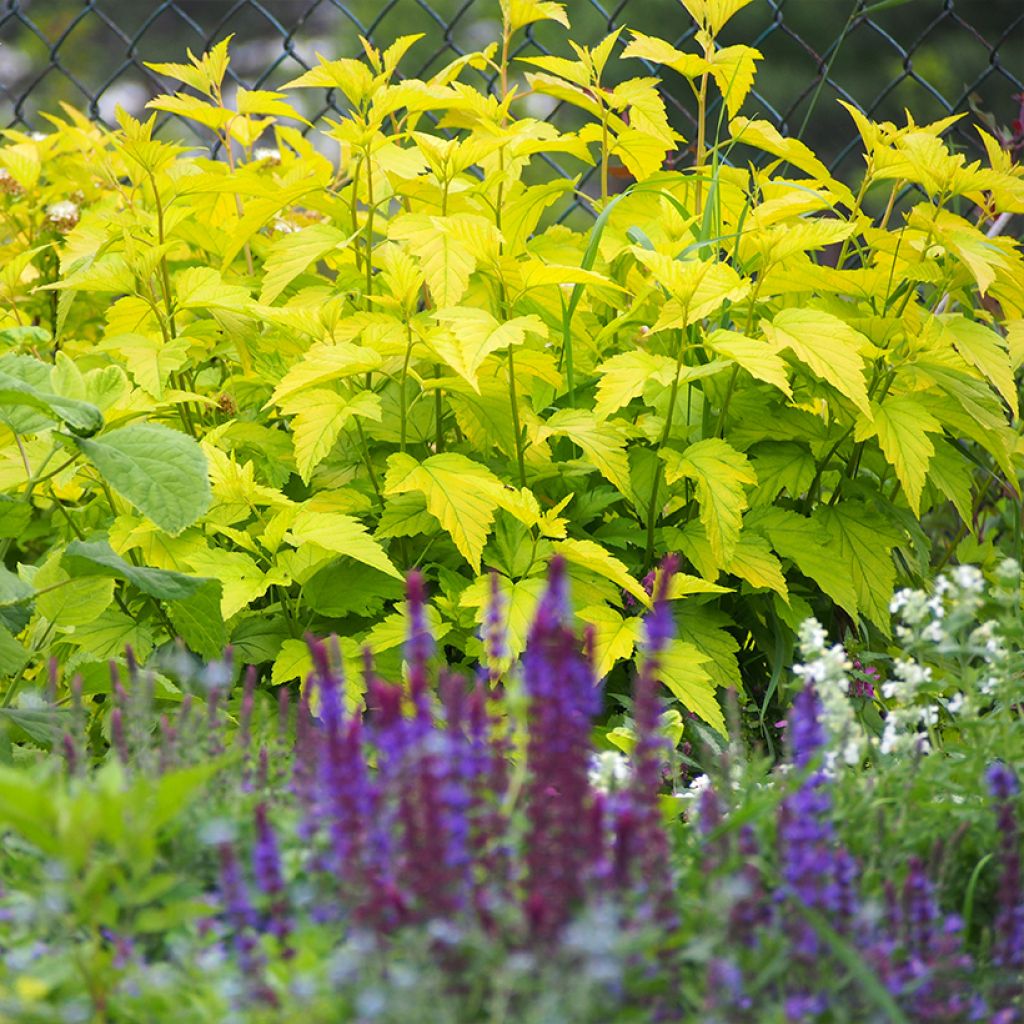 Physocarpus opulifolius Luteus - Physocarpe