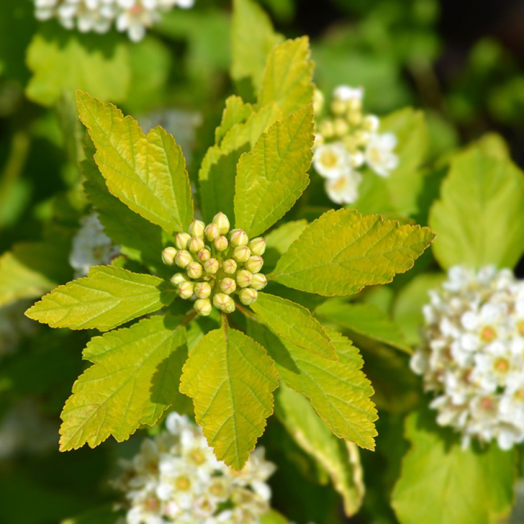 Physocarpus opulifolius Luteus - Physocarpe