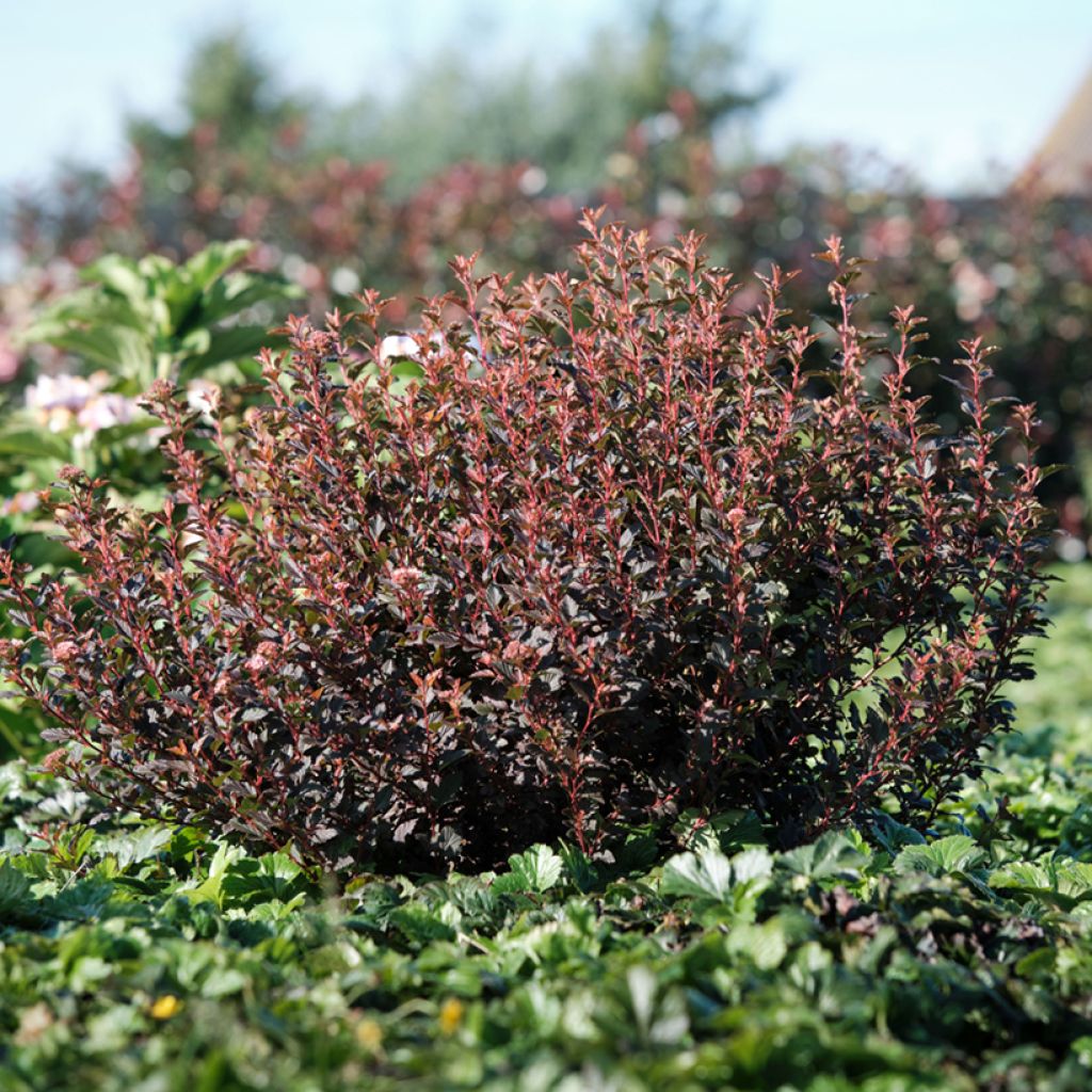 Physocarpus opulifolius Magic Sweet Cherry Tea - Physocarpe