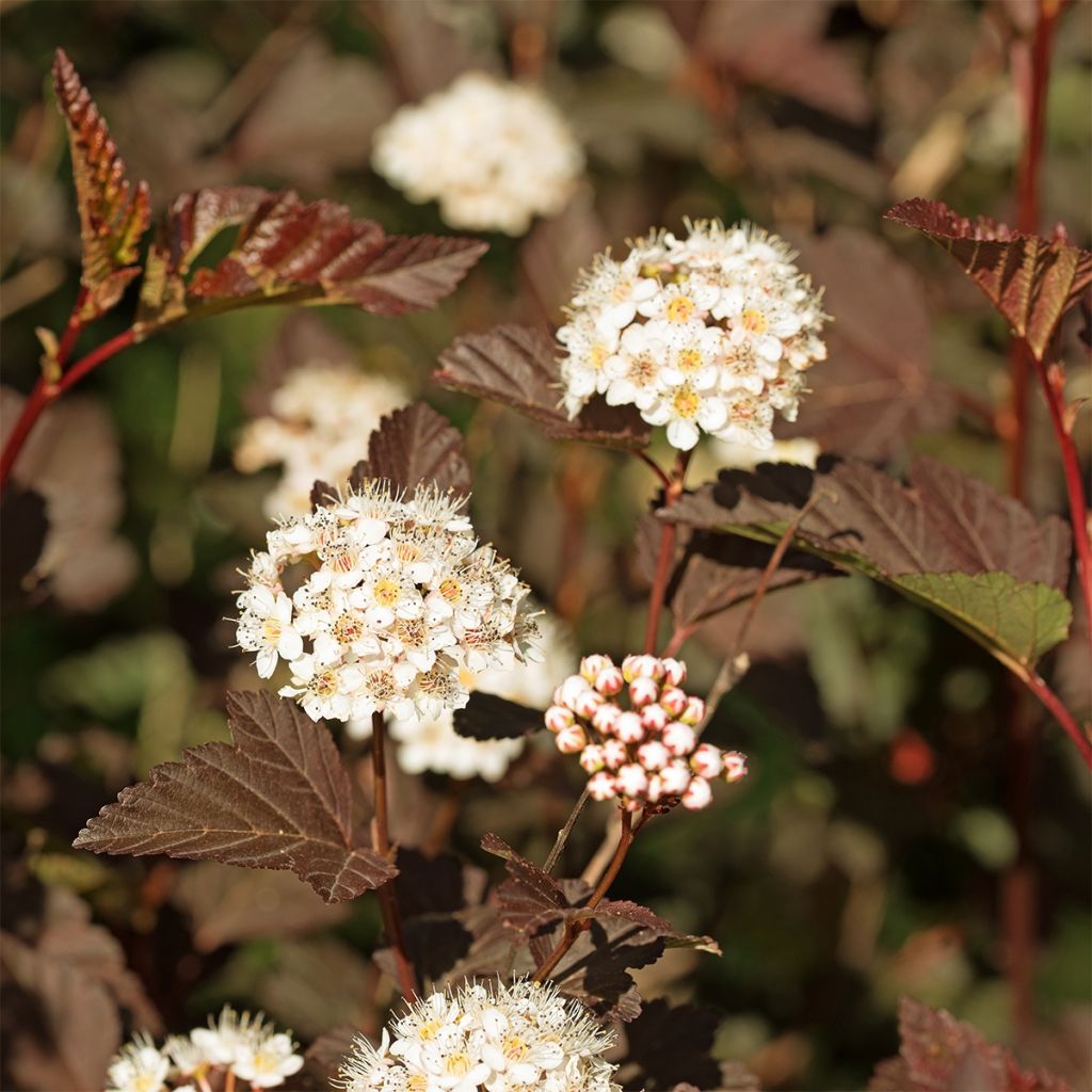 Physocarpus opulifolius Perspektiva - Physocarpe à feuilles d'Obier 