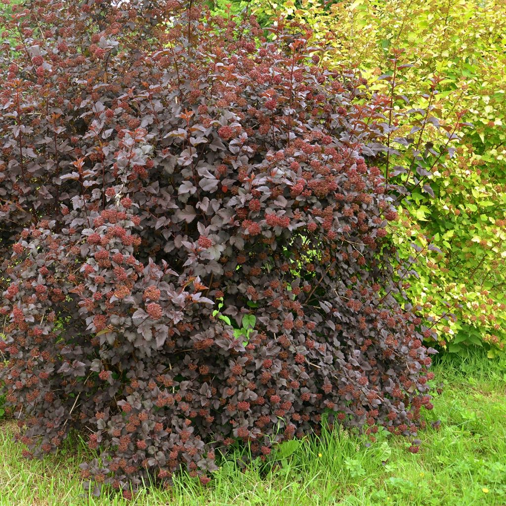 Physocarpus opulifolius Perspektiva - Physocarpe à feuilles d'Obier 