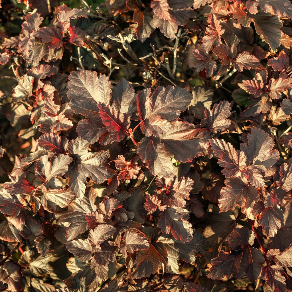 Physocarpus opulifolius Perspektiva - Physocarpe à feuilles d'Obier 