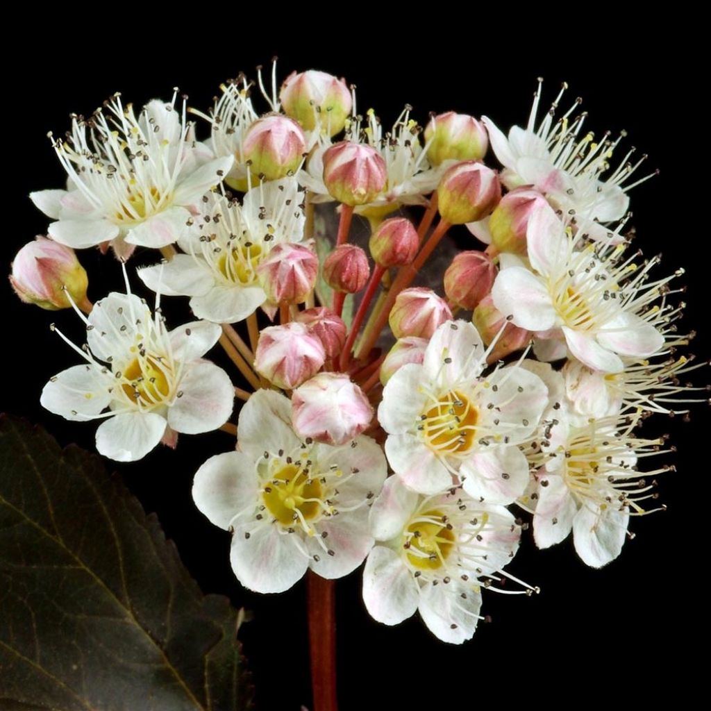 Physocarpus opulifolius Red Baron - Physocarpe à feuille d'obier