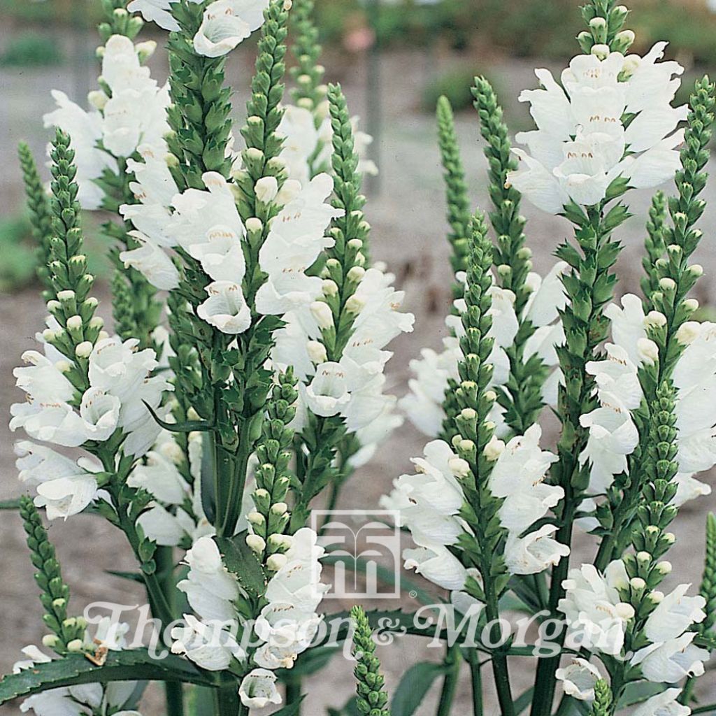 Physostegia Virginiana Summer Snow 