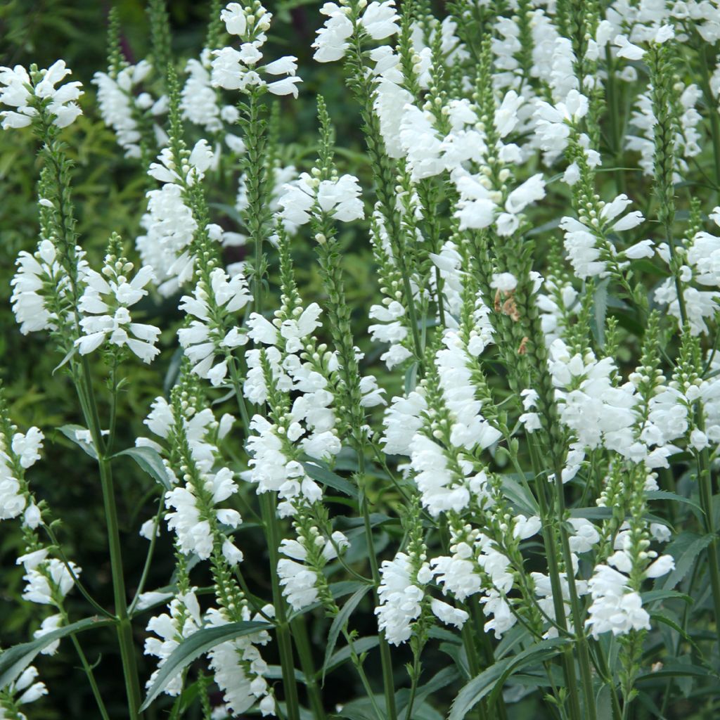Physostegia virginiana Alba - Cataleptique blanche