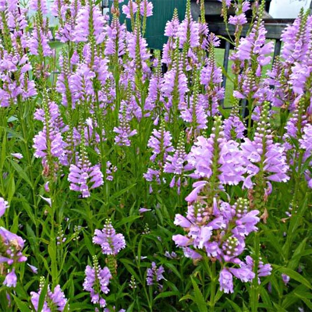 Physostegia virginiana Bouquet Rose - Cataleptique de Virginie