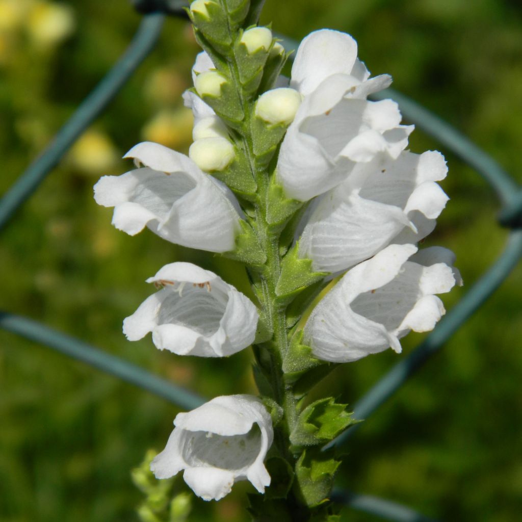 Physostegia virginiana Summer Snow - Cataleptique blanche