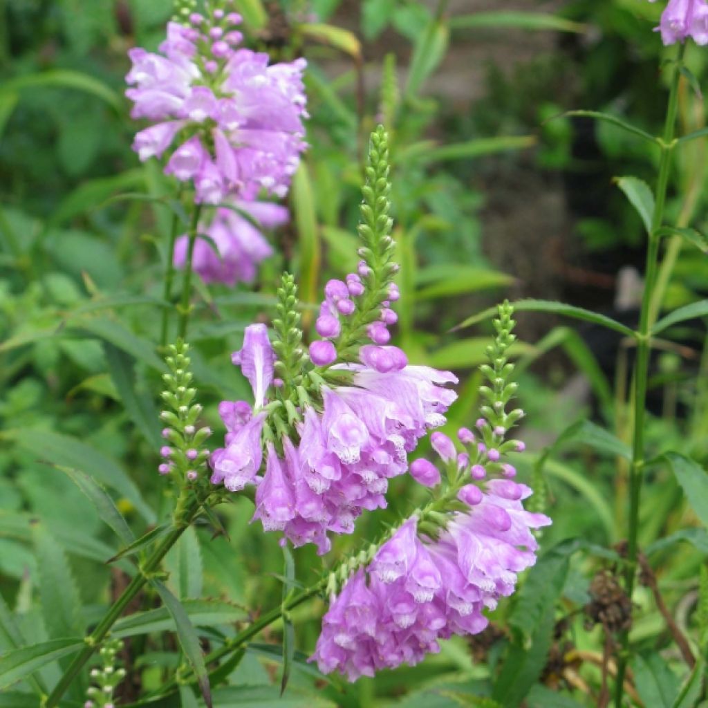 Physostegia virginiana Vivid - Cataleptique