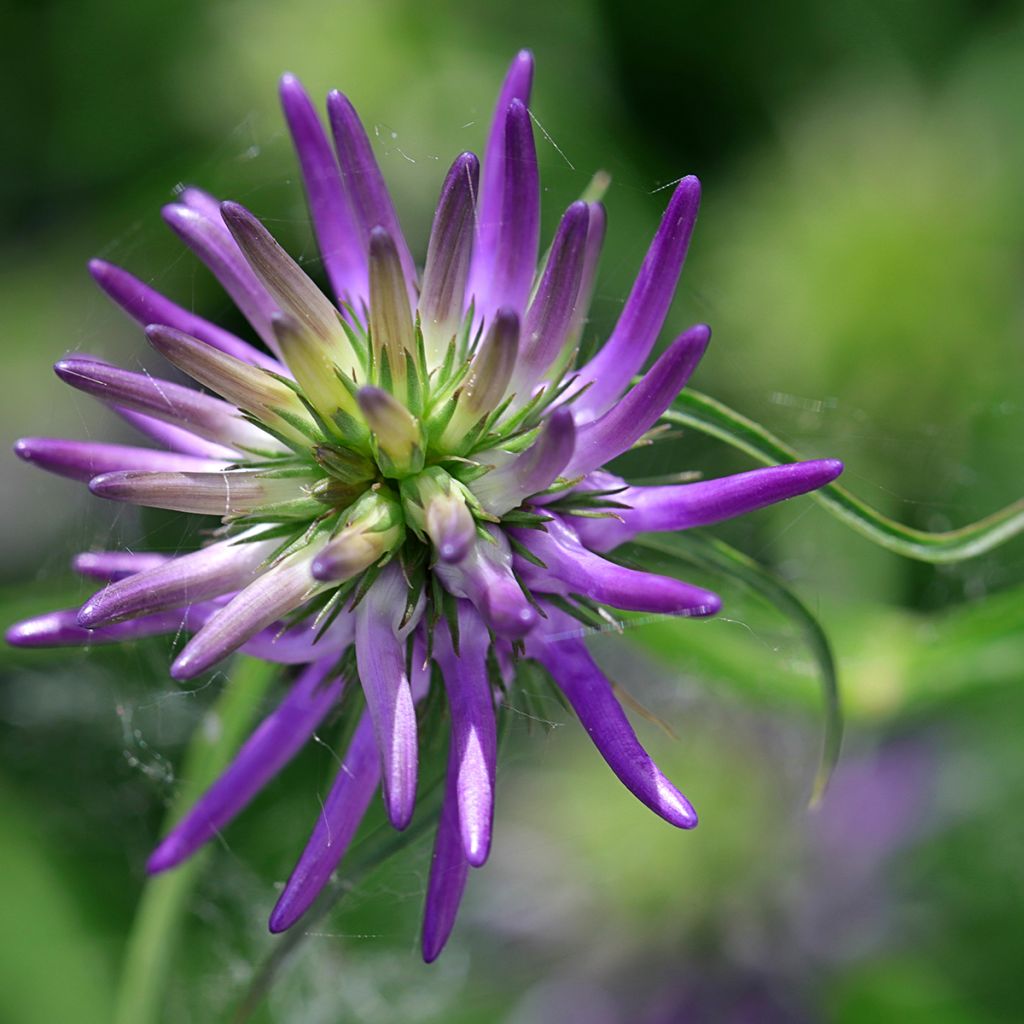 Phyteuma scheuchzeri - Raiponce de Scheuchzer 