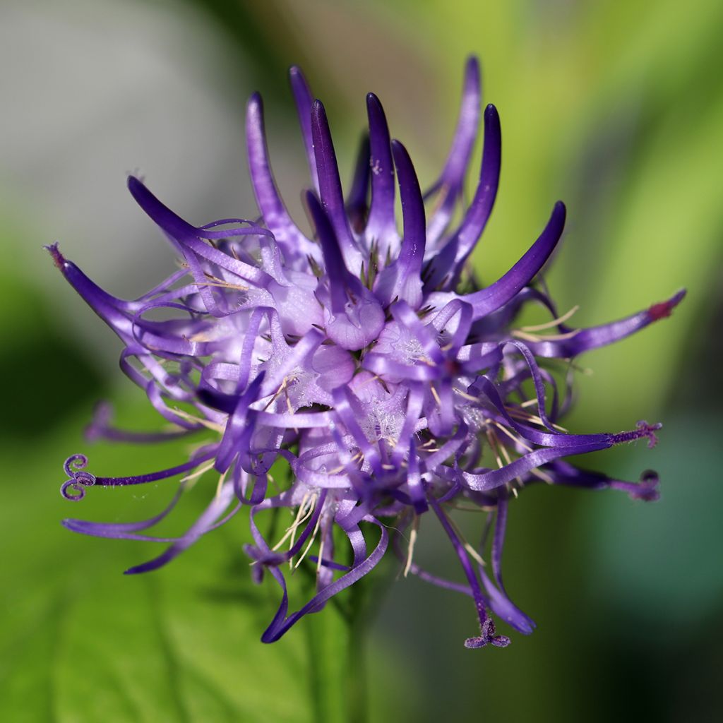 Phyteuma scheuchzeri - Raiponce de Scheuchzer 