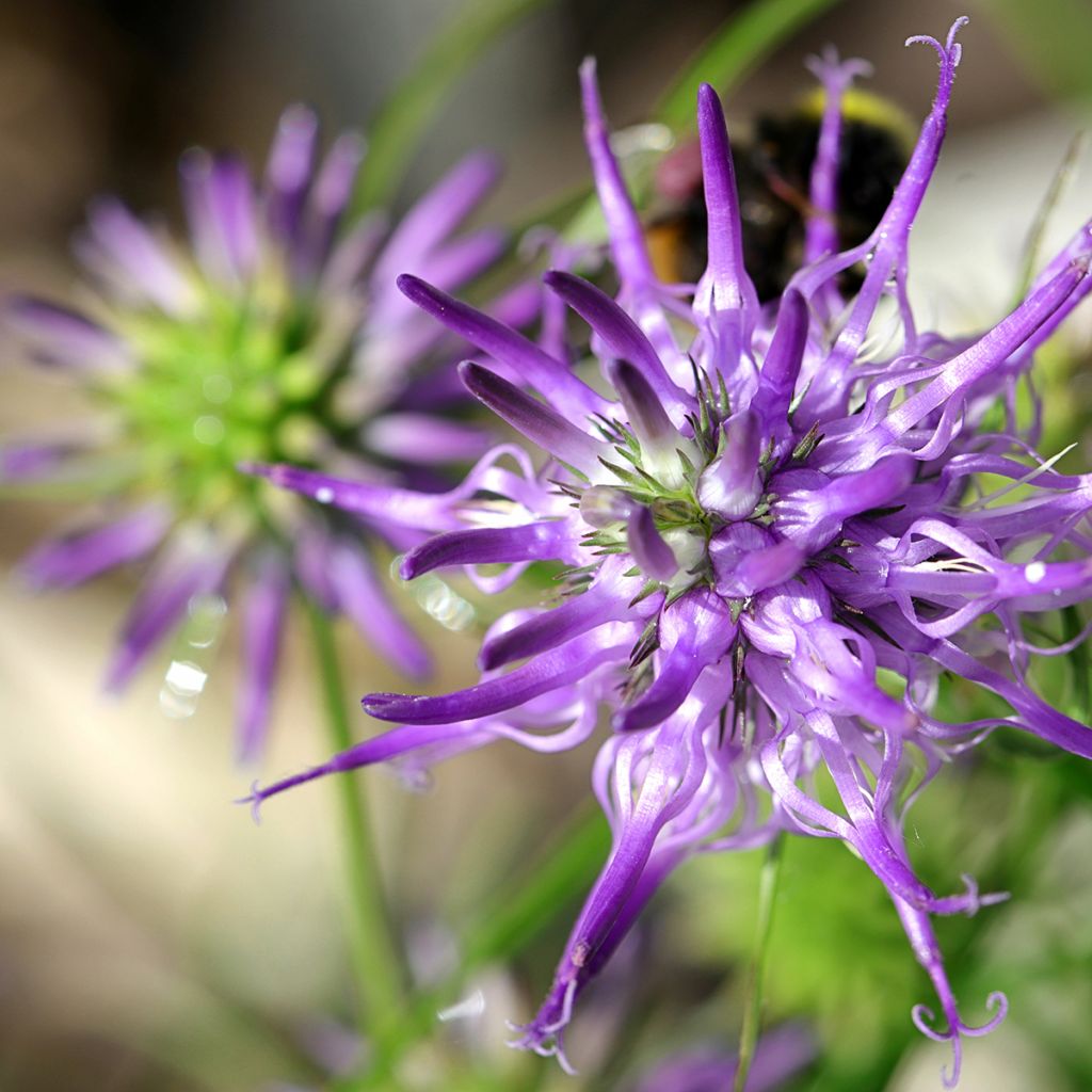 Phyteuma scheuchzeri - Raiponce de Scheuchzer 