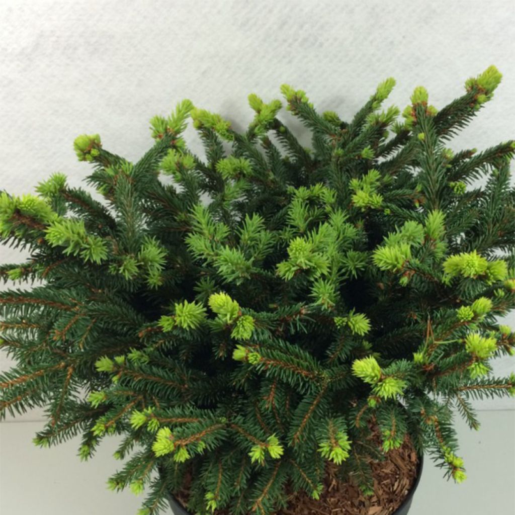 Picea abies Hana Subutus - Epicea commun nain                        