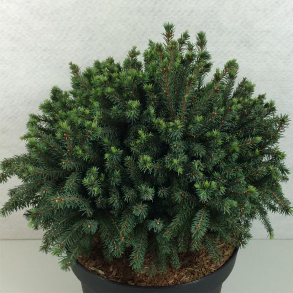 Picea glauca Echiniformis Echt - Epinette blanche                   