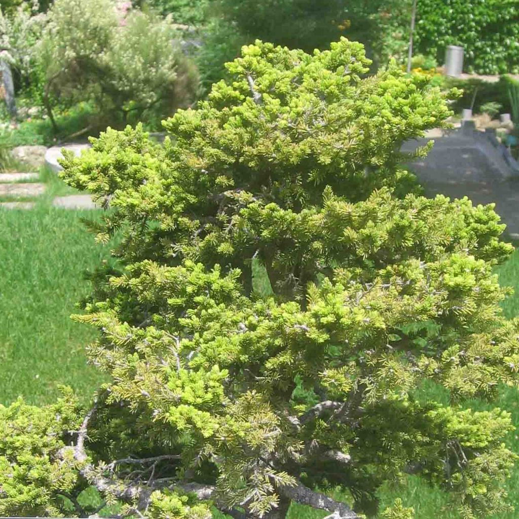 Picea jezoensis var. hondoensis - Epicea du Japon                   