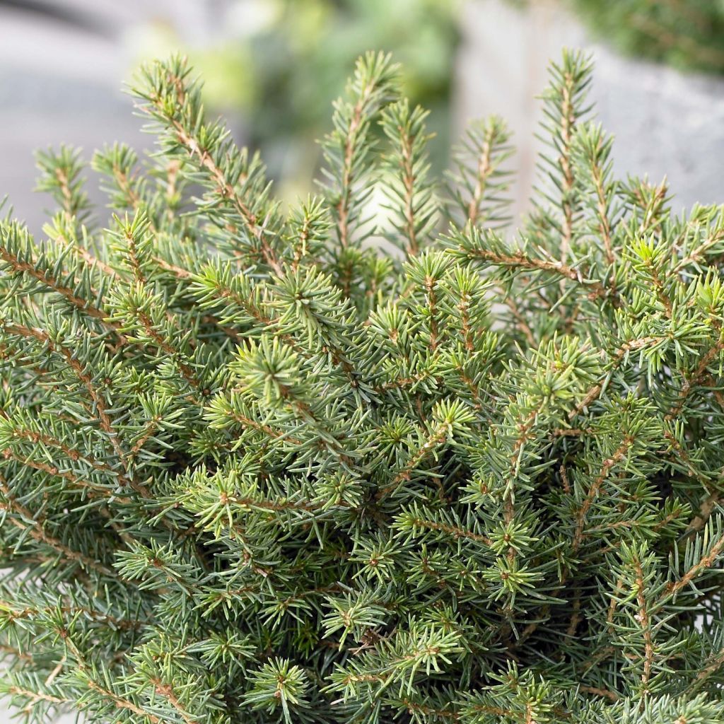 Picea omorika Karel - Epicea de Serbie                             