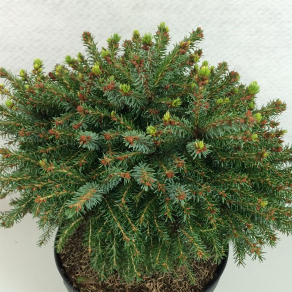 Picea omorika Treblitzsch - Epicea de Serbie                       