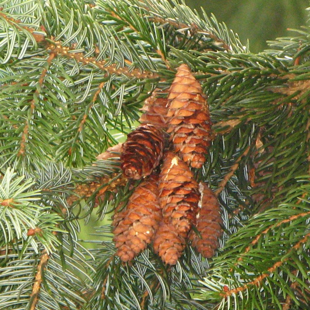 Épicéa de Serbie Nana - Picea omorika