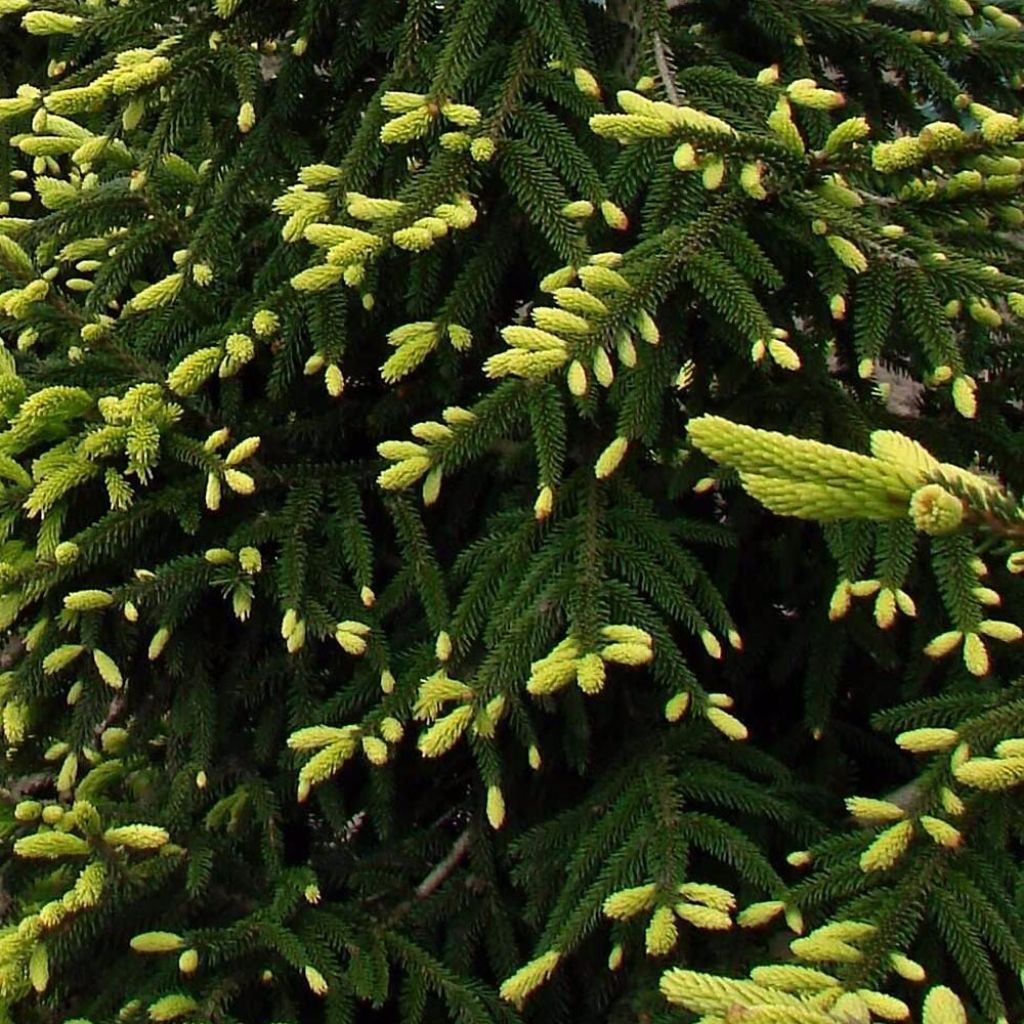 Picea orientalis Aureospicata - Sapinette d'Orient dorée