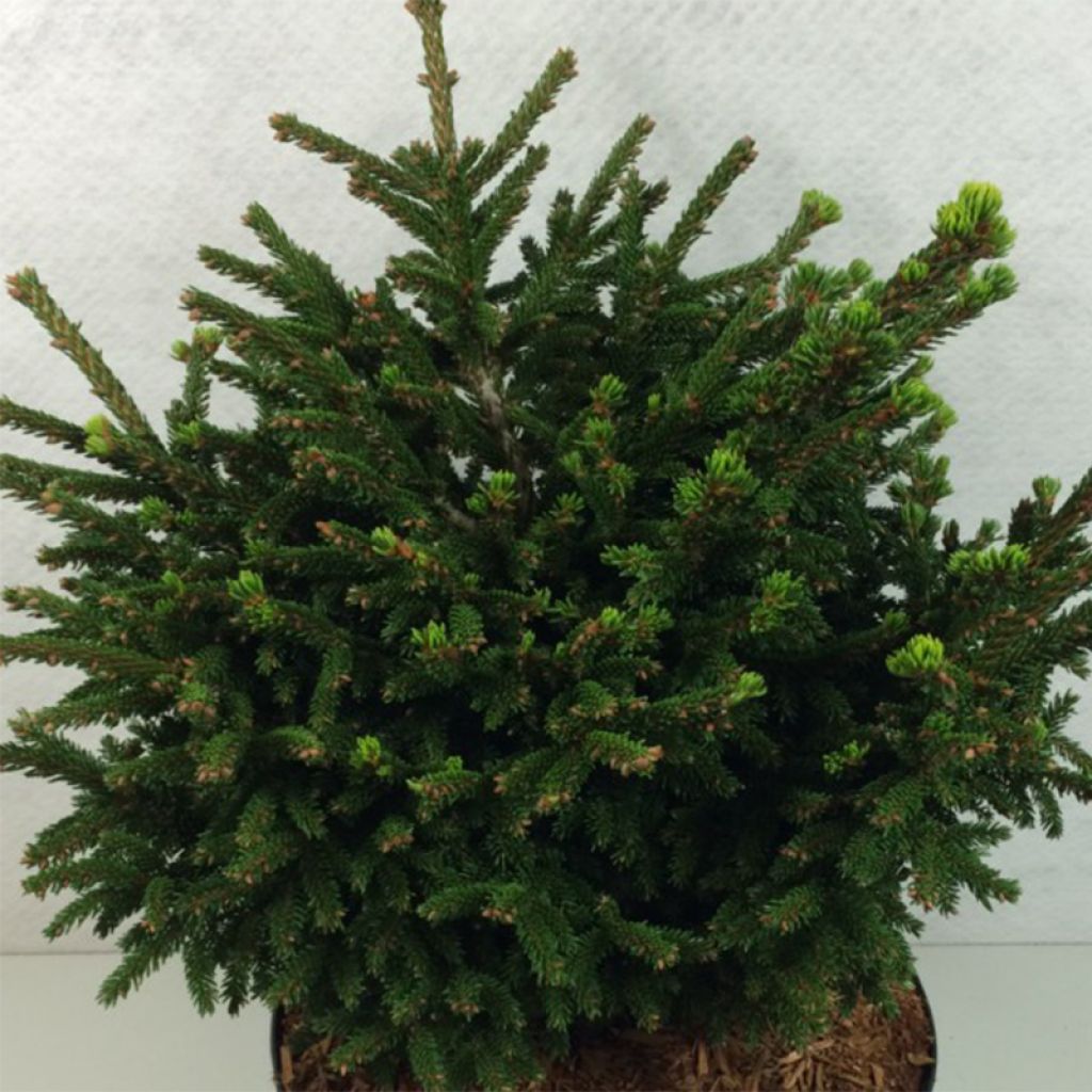 Picea orientalis Barnes - Sapinette d'Orient                         